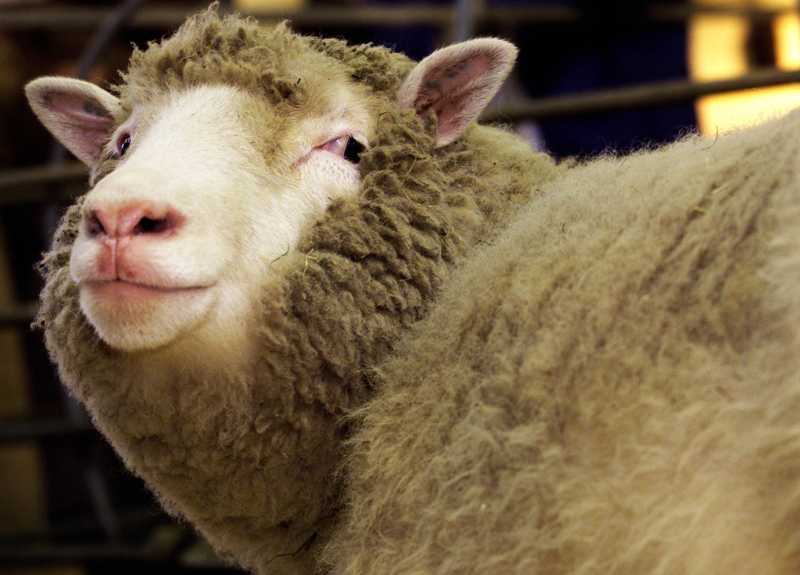 世界首只克隆羊“多莉”诞生于1996年。（图源：路透社）