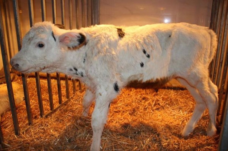 中国首批体细胞克隆优秀奶牛在宁夏诞生。（图源：西北农林科技大学）