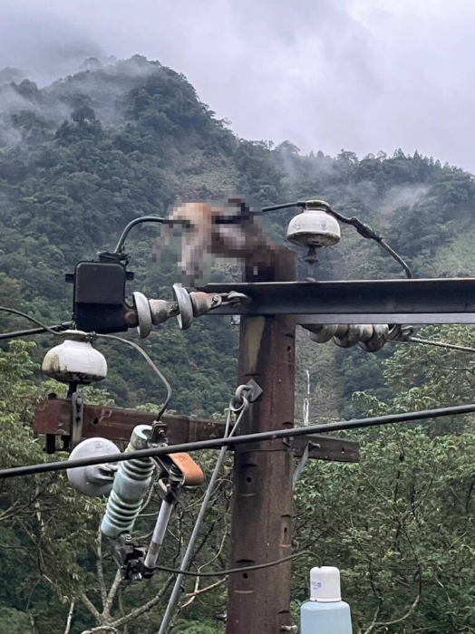 苗栗县南庄山区无预警停电 猕猴惹祸触电焦黑亡