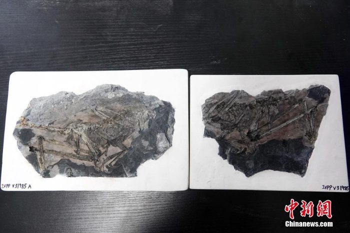 中國新發現約1.5億年前鳥翼類恐龍“奇異福建龍”