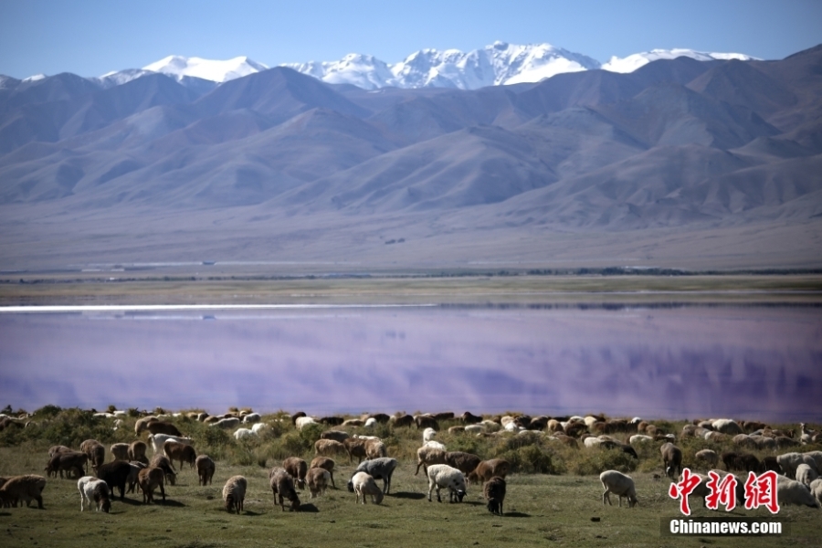 新疆哈密：幻彩湖进入最佳观赏期 湖水粉若玫瑰