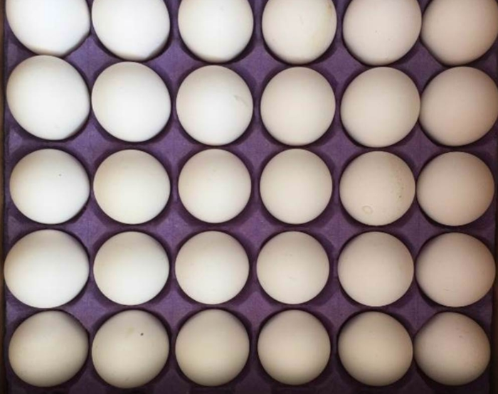 土耳其进口鸡蛋