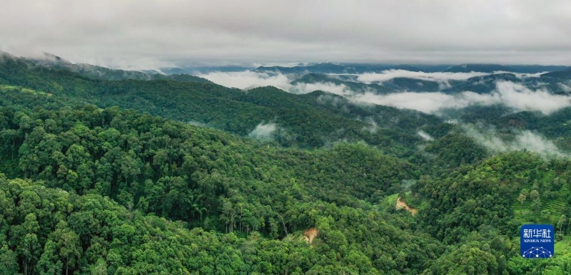 “普洱景迈山古茶林横蛮景不雅”申遗乐成