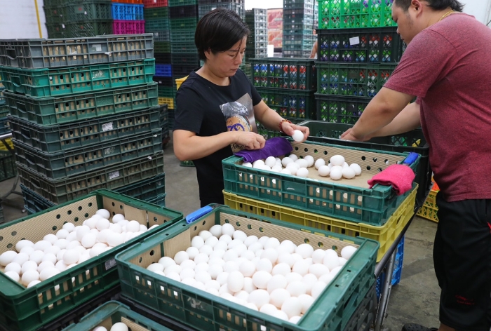 圖為台灣蛋行員工正在仔細挑蛋。 圖片來源：台灣“中時新聞網”