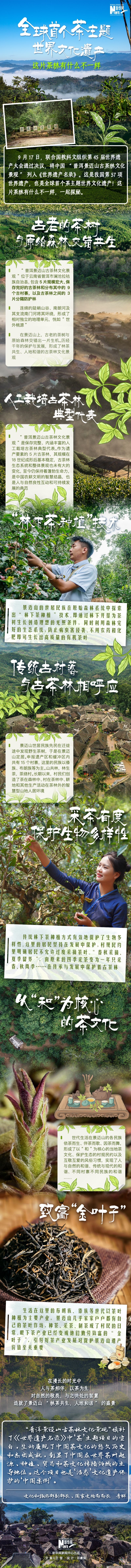 全球首个茶主题世界文化遗产！这片茶林有什么不一样