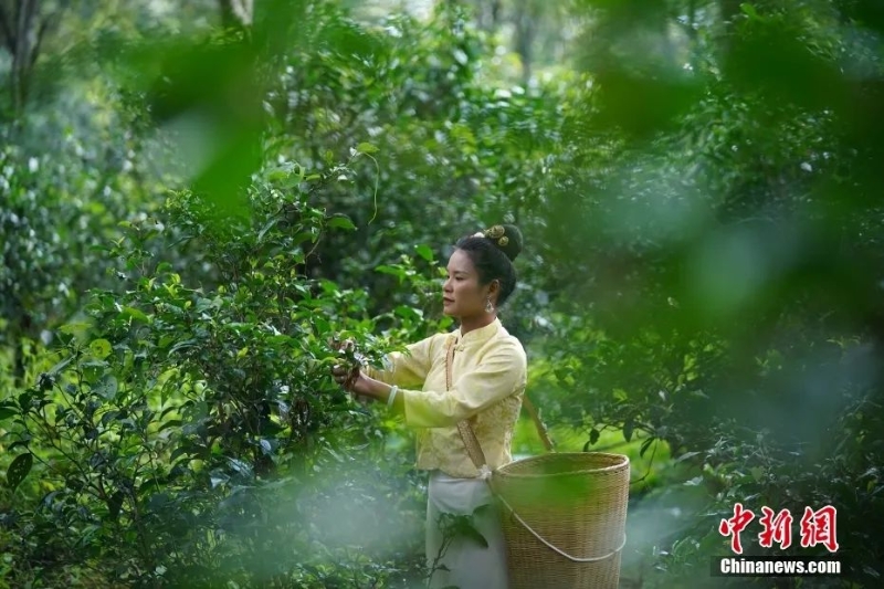 图为景迈山茶农正在采摘茶叶。中新社记者 刘冉阳 摄