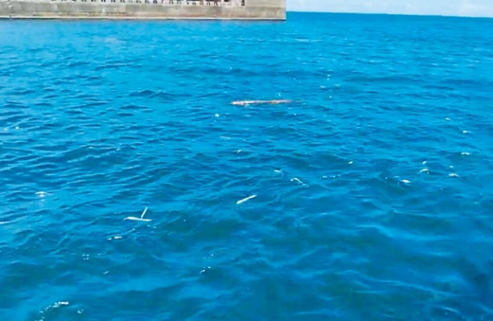 基隆市八斗子渔港外23日有上百只小白带鱼尸漂流海面