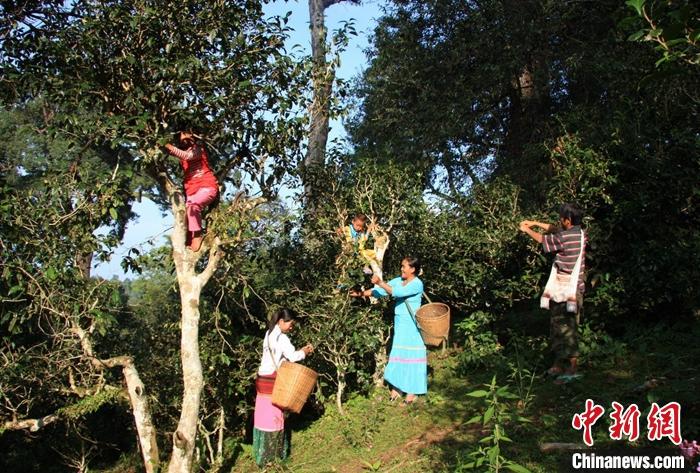 普洱景迈山当地民众采茶。 谭春摄