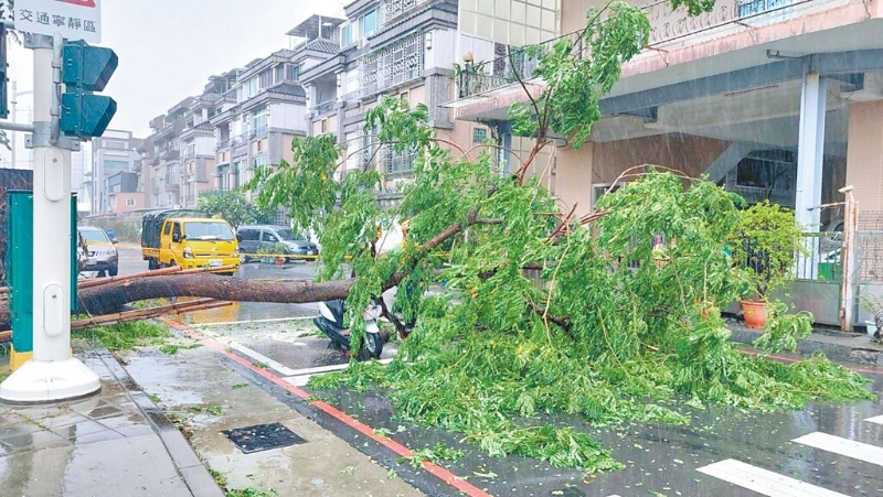 高雄凤山区文正路4日上午路树倒塌，击中停等红灯机车骑士，幸好送医后无大碍。（翻摄画面／洪浩轩高雄传真） 图片来源：台湾“中时新闻网”.jpg