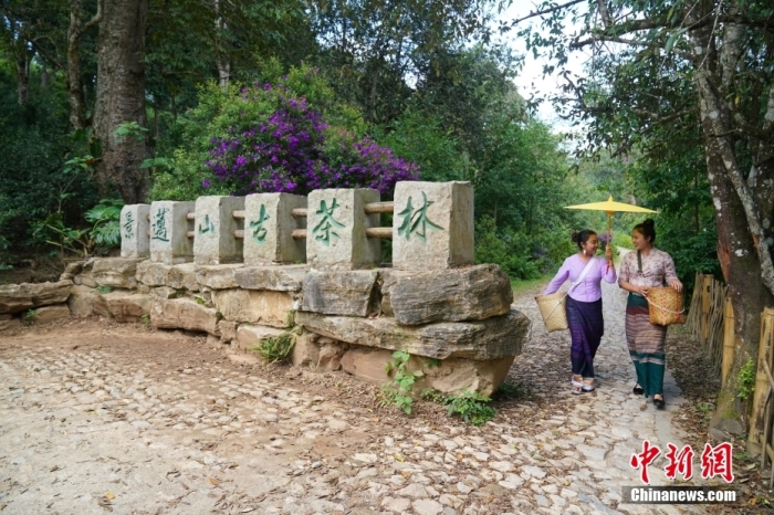 普洱景迈山古茶林文化景观位于中国云南省普洱市澜沧拉祜族自治县惠民镇。<a target='_blank' href='/'>中新社</a>记者 刘冉阳 摄