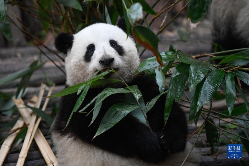 3月22日，在成都大熊猫繁育研究基地，大熊猫“和花”在吃竹子。（图源：新华社）