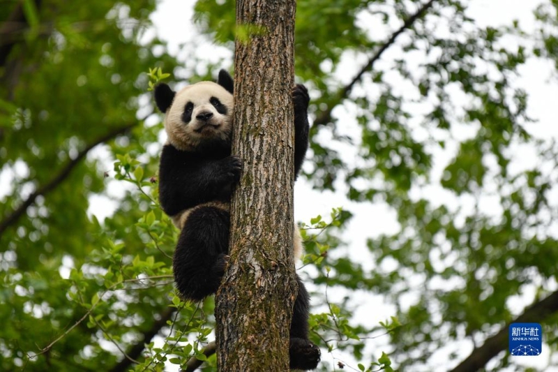 3月22日，在成都大熊猫繁育研究基地，大熊猫“金宵”在树上玩耍。（图源：新华社）