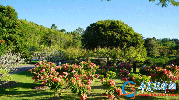 西双版纳热带植物园美景。（摄影：虞鹰）