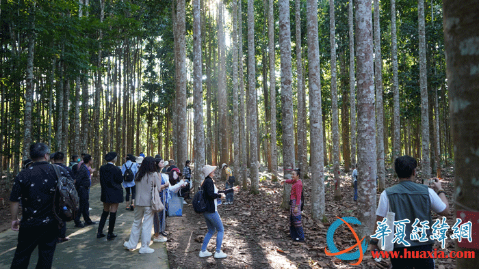 采访团一行探访龙脑香园。（摄影：虞鹰）