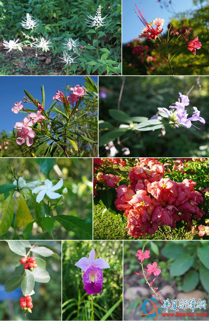 西双版纳热带植物园的各类花卉拼图。（摄影：虞鹰）
