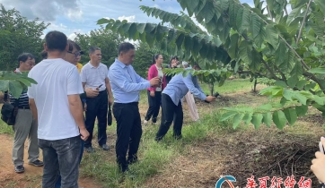 台商考察团参访临高海星公司番荔枝种植园