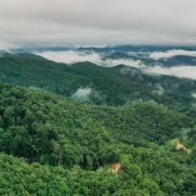 景迈山申遗成功 全球首个茶主题世界文化遗产花落中国