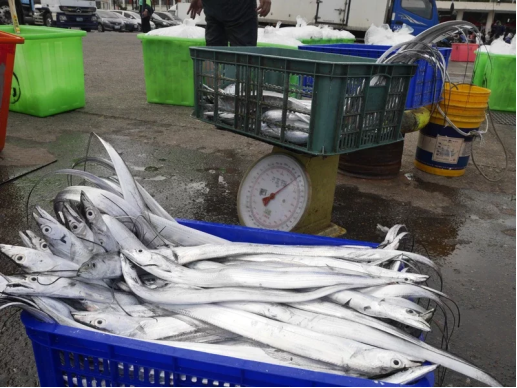 图为台湾八斗子渔港补获的白带鱼(图片来自台媒)