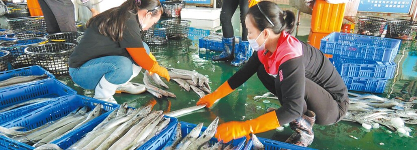 【2023两岸经贸事件盘点】大陆恢复台湾地区冰鲜白带鱼、冻竹荚鱼、番荔枝输入