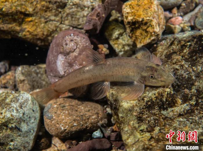 科研职员在浙江武义发现新物种“无斑缨口鳅”
