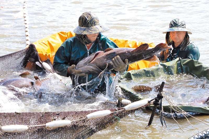國台辦宣佈恢復台灣石斑魚輸入。圖為屏東養殖業者抓石斑魚。（本報資料照片） 圖片來源：台灣“中時新聞網”.jpg