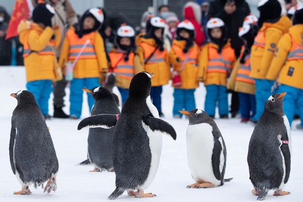 11名来自广西南宁的小朋友——“小砂糖橘”，在哈尔滨极地公园，与企鹅亲密互动。　记者　张涛　摄