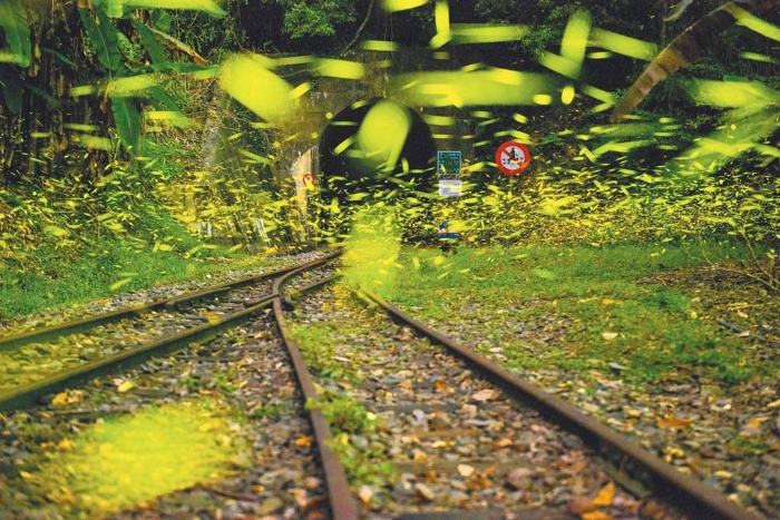 在阿里山區，一年四季都能欣賞到不同種類的螢火蟲，尤其鐵道上紛飛閃閃螢火蟲就像銀河般耀眼。（圖／阿里山國家風景區管理處提供）


