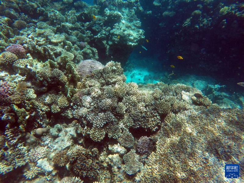 埃及红海海滨城市胡尔加达拥有丰富的海洋旅游资源，其沿海附近大片的珊瑚礁和种类繁多的水下生物吸引众多游客前来潜水游玩。新华社记者 隋先凯 摄2