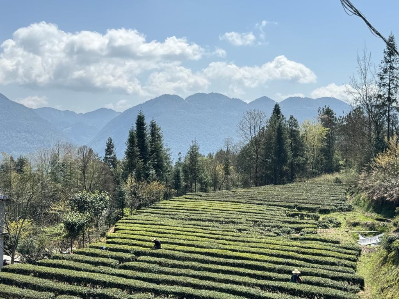 春风送清香 茶园茶厂忙——多地春茶采摘上市见闻