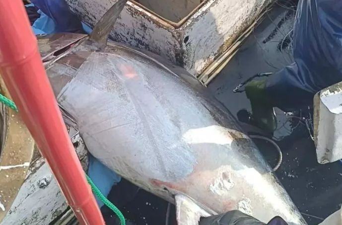 苏澳渔船捕获269公斤黑鲔鱼 验明正身“全台第一鲔”
