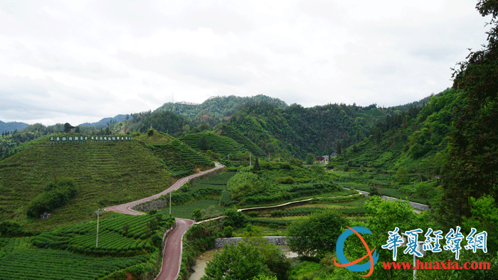 保靖黄金寨古茶园。（摄影：虞鹰）