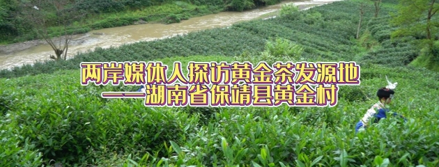 两岸媒体人探访黄金茶发源地——湖南保靖黄金村