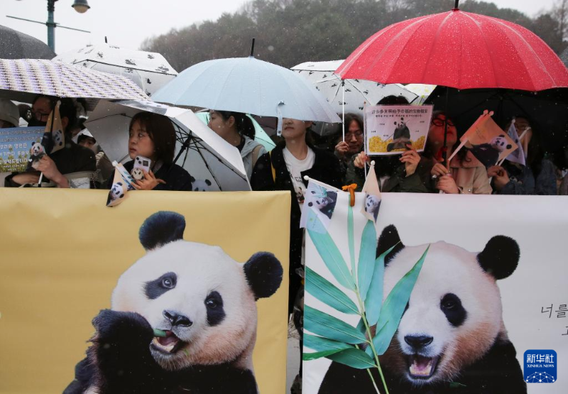 4月3日，人们在韩国京畿道龙仁市的爱宝乐园雨中送别大熊猫“福宝”。（图源：新华社）