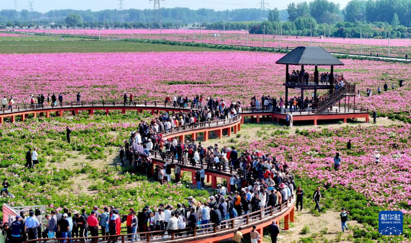 5月1日，在安徽省亳州市谯城区十八里镇蒋李村，游人在芍药花海里赏花游玩。（图源：新华社）