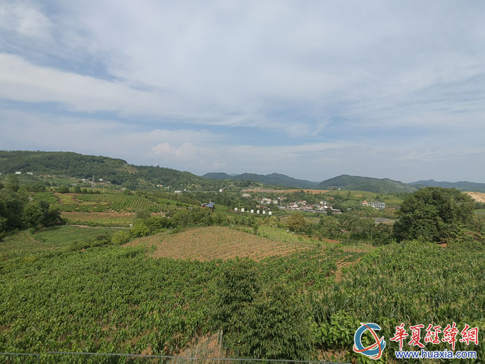 俯瞰池河镇明星村“最美桑海”美景。