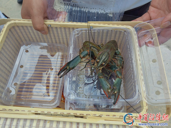 养殖的富硒淡水龙虾。
