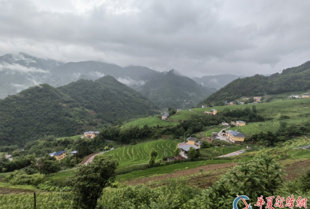 两岸媒体人走进安康市岚皋县 探访魔芋产业和茶产业
