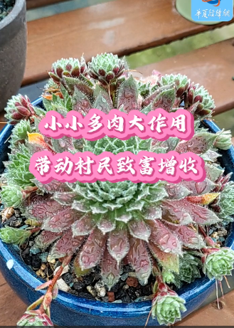 小小多肉大作用，带动村民致富增收