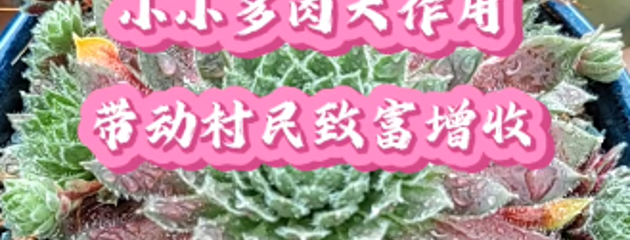 小小多肉大作用，带动村民致富增收