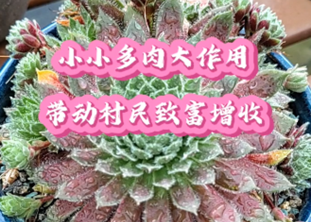 小小多肉大作用，带动村民致富增收