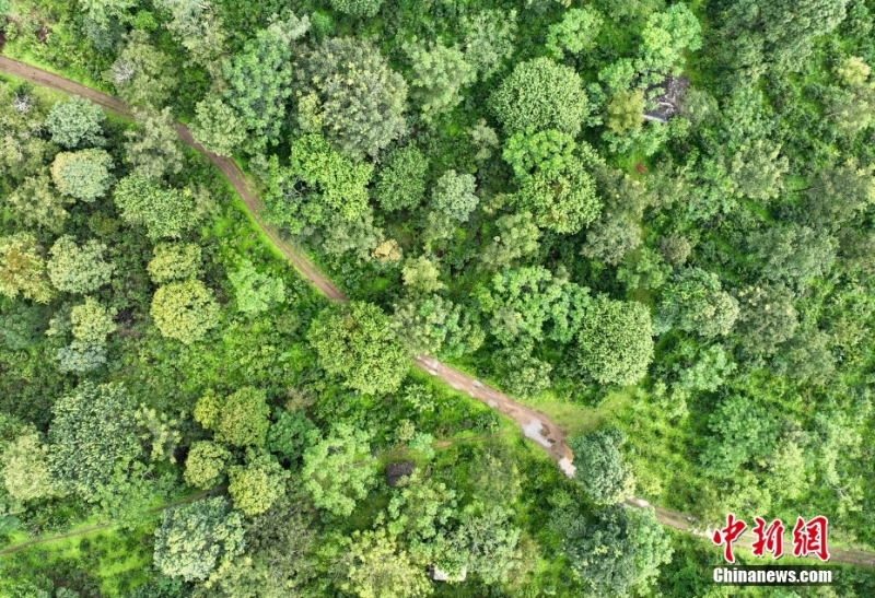 （聚焦中国高质量发展）普洱景迈山古茶林文化景观