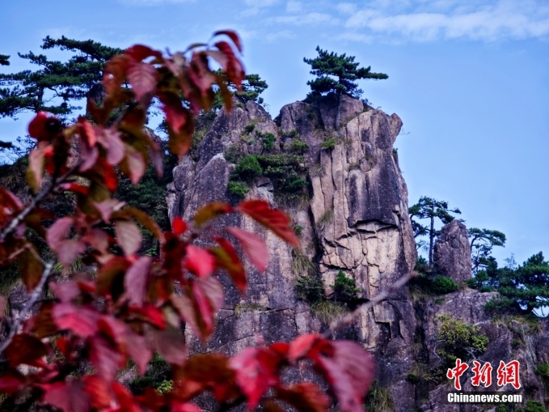 黄山秋景正当时