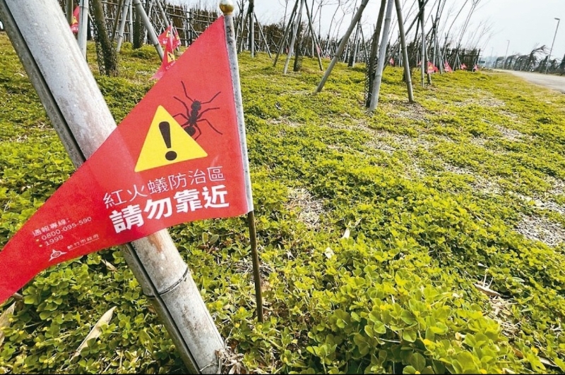 红火蚁在台湾危害范围扩大，防治单位插了很多小红旗警示。（图源：台湾“联合新闻网”）