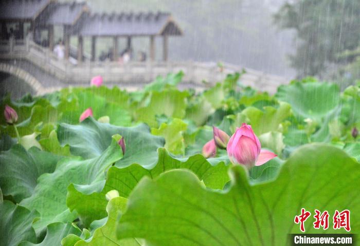 雨中荷韵