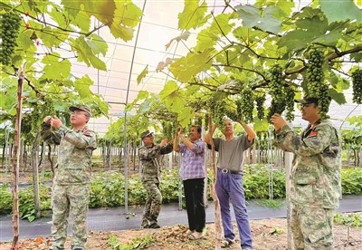 江苏省海安市退役军人建功乡村振兴战场——美丽田园活跃迷彩身影
