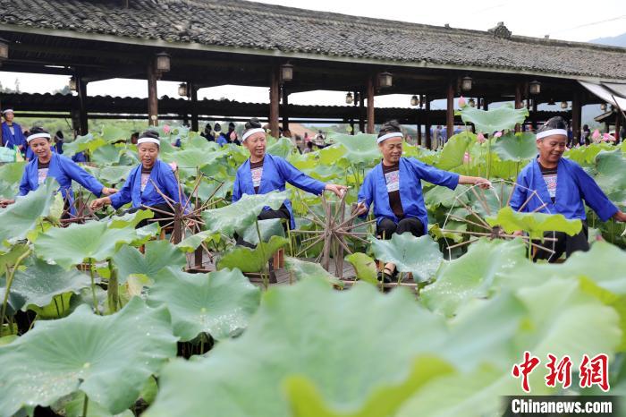 广西三江：荷香侗韵醉游人
