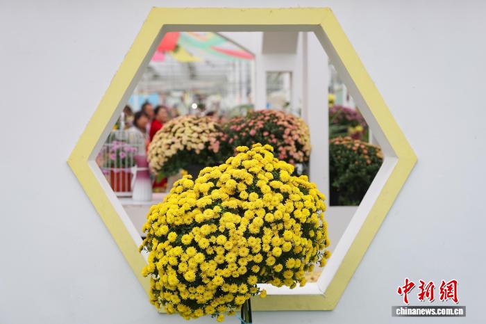 色彩缤纷南京农业大学菊花基地“上新”