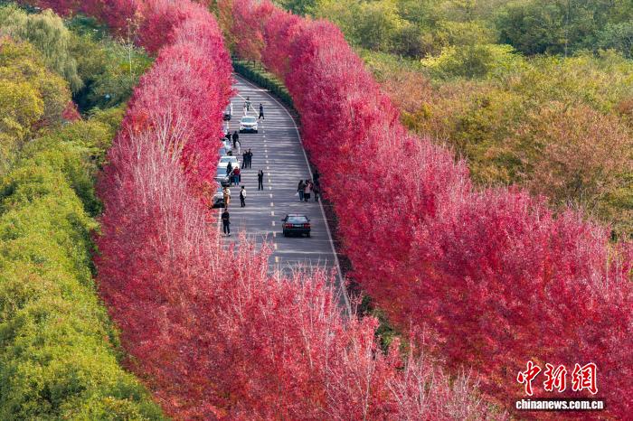 “枫”景独好南京大泉湖畔如霞似火美如画