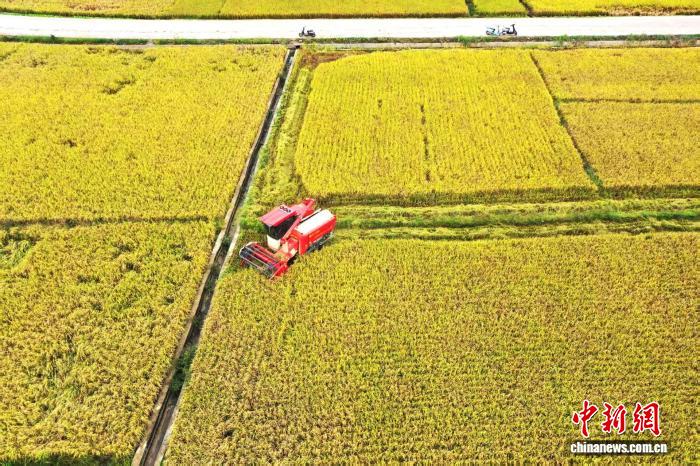 广西平南晚稻开镰收割机械化助力丰产增收