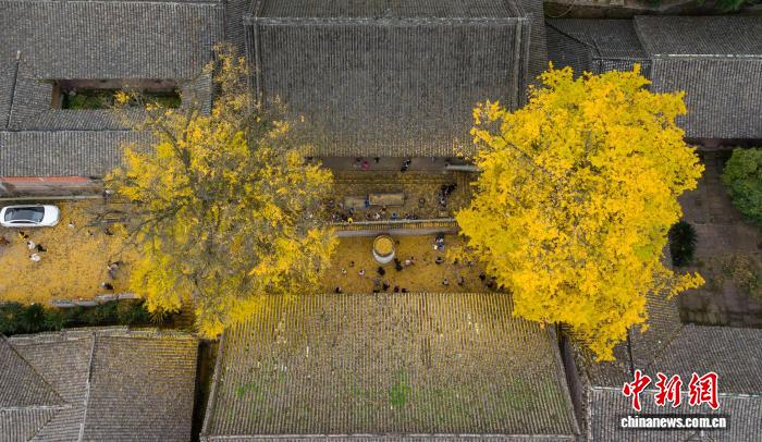 成都云顶山千年古银杏满目金黄引游人